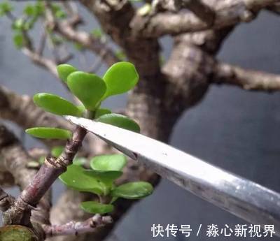 植株|园艺师教你!夏天养花“学1招”,养20天有惊喜,新枝多、开花多