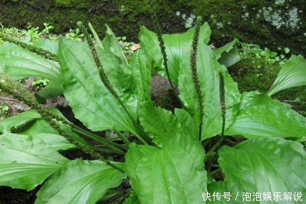 农村随处可见的车前草，除了止咳祛痰，对身体还有4大好处