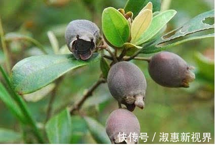 乌饭子润肺止咳、开胃消食，只需掌握四点，收获高产优质的乌饭子