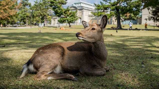 去奈良公园看会鞠躬的鹿 快资讯