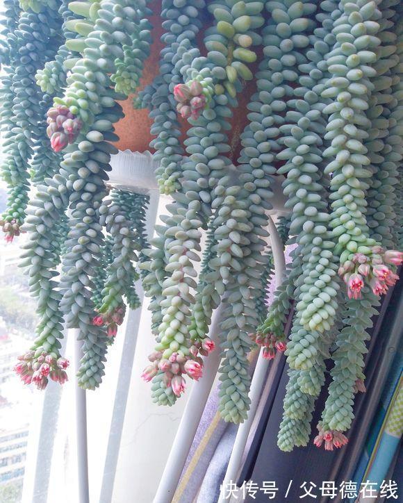 农历9月23日霜降后,养什么花?以下3种花,金玉满堂喜气盈盈