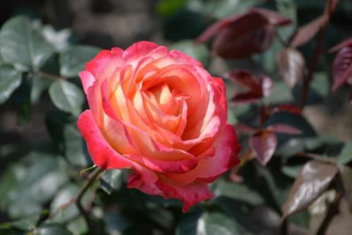 月季花怎么养护才能让叶子更油亮？