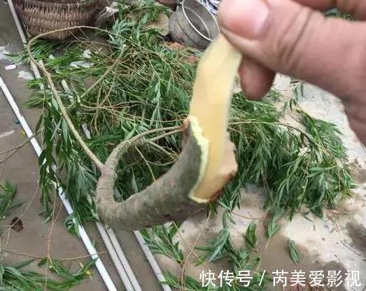 家里养花用它们做肥料,既能个个长爆盆,还能省下不少买肥钱