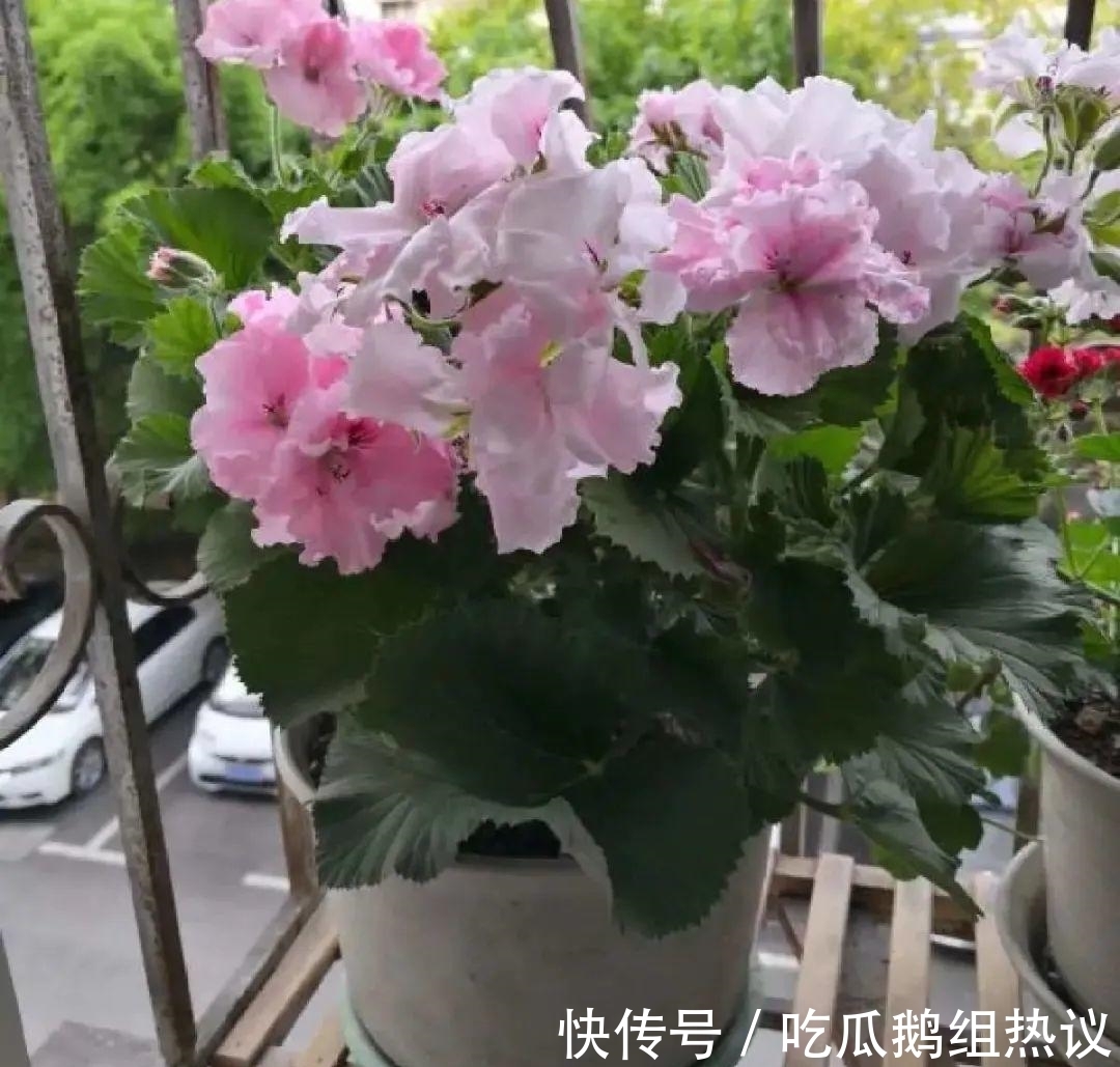 种花|9种花,夏天休眠了,一定少浇水,否则越浇越死