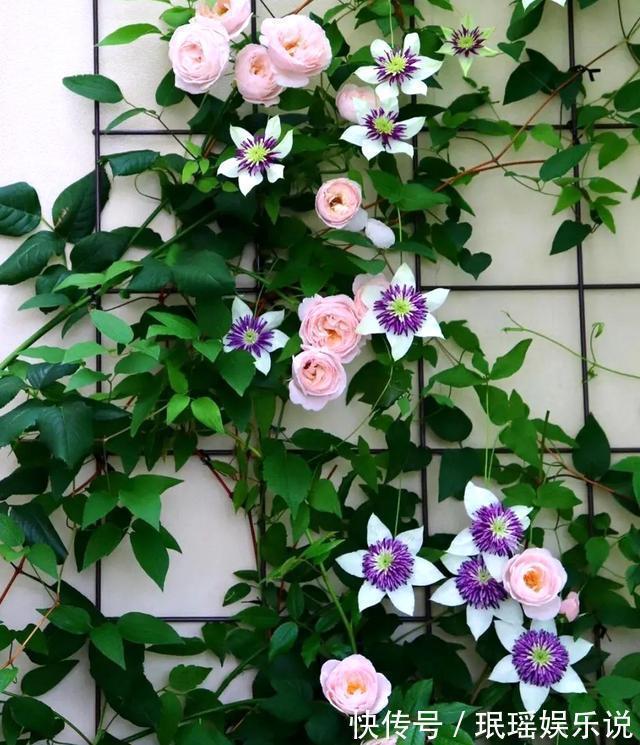 家有小院?养几种“不死花”,从来不用管,花开一片,延绵不断