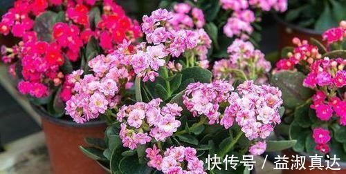 家里的橘子皮别丢了,用来养长寿花,酸性大肥力足,叶绿开花美!