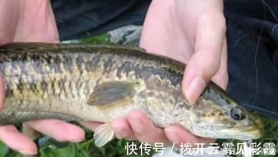 难道这才是黑鱼一次次上钩的原因?果断尝试这新钓法,彻底服了