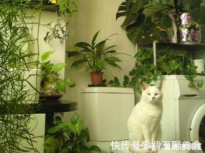 种花|这6种花超耐阴,放在卫生间养,不仅能消除异味还能净化空气!