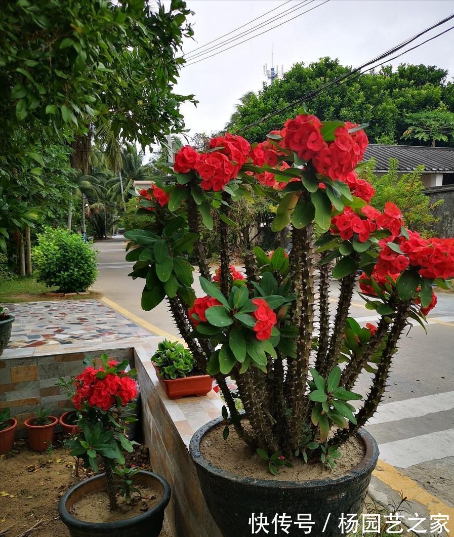 红掌|4种“漂亮花”，从年头开到年尾，耐旱又耐晒，一年赏花300天