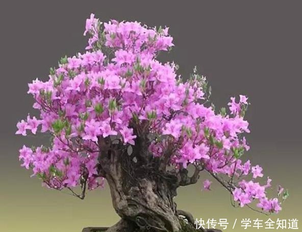 还在养花弄草那是你落伍了，种上这3种树才妙，男女老少都喜欢！