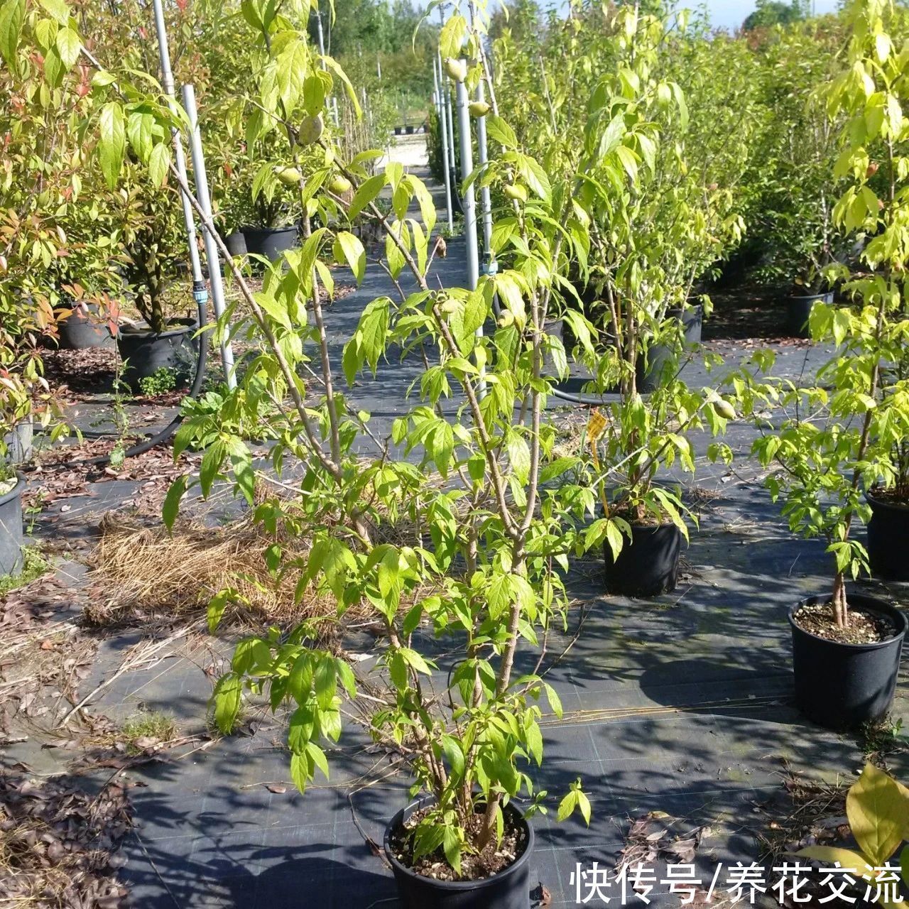 寒冷的冬春时节灿烂开花的8种观赏花卉,可露养在户外,打理简单