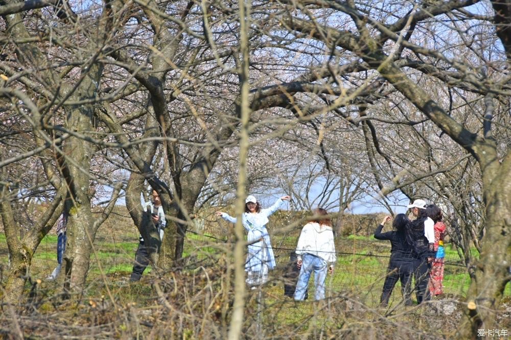 大邑|大坪山青梅花香