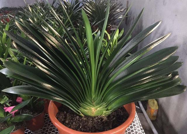 花友们|君子兰不开花,却不知道问题在哪老花匠这些地方有讲究