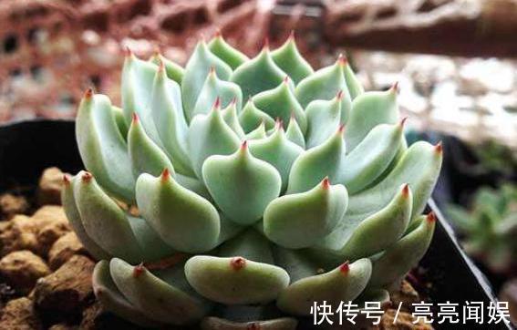 喜欢多肉又不会养，记住4步，叶片又肥又漂亮，轻轻松松挤爆盆