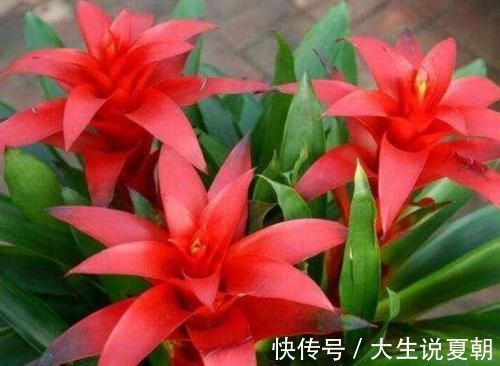 4种旺运花,吉祥添富贵,养家里1盆,开花富贵、聚财运