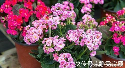 新手|3种花，现在养一盆正当时，叶油绿开花美，新手也能轻松驾驭！