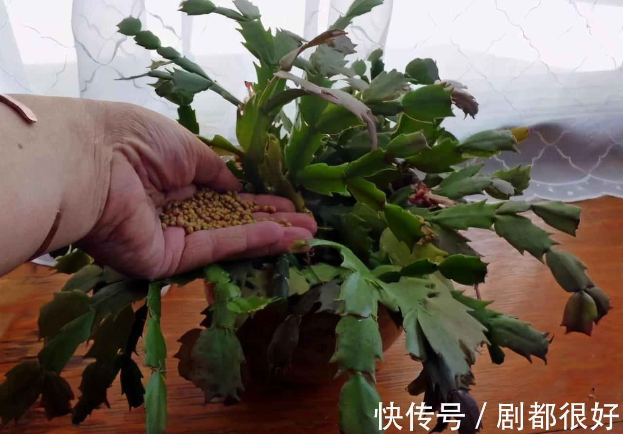 肥厚|养蟹爪兰,土里加点“料”,叶片厚实硬邦邦,奋力开花一百朵