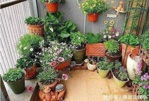 媳妇经常去花店蹭点叶子,没花一分钱,就把花种满了阳台!