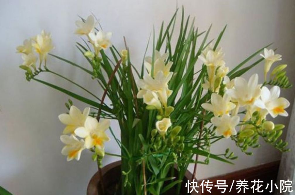 球根花|秋天养上2种“球根花”，春节期间就开放，花朵又鲜又美