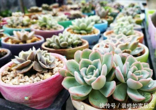 花盆|多肉叶插不能太随便,掌握好4点,每个叶片都成活,变成多肉大户