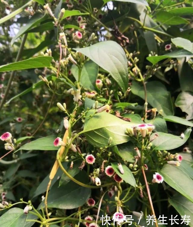 有些花名字太奇葩,叫出口太尴尬,开花却很美!