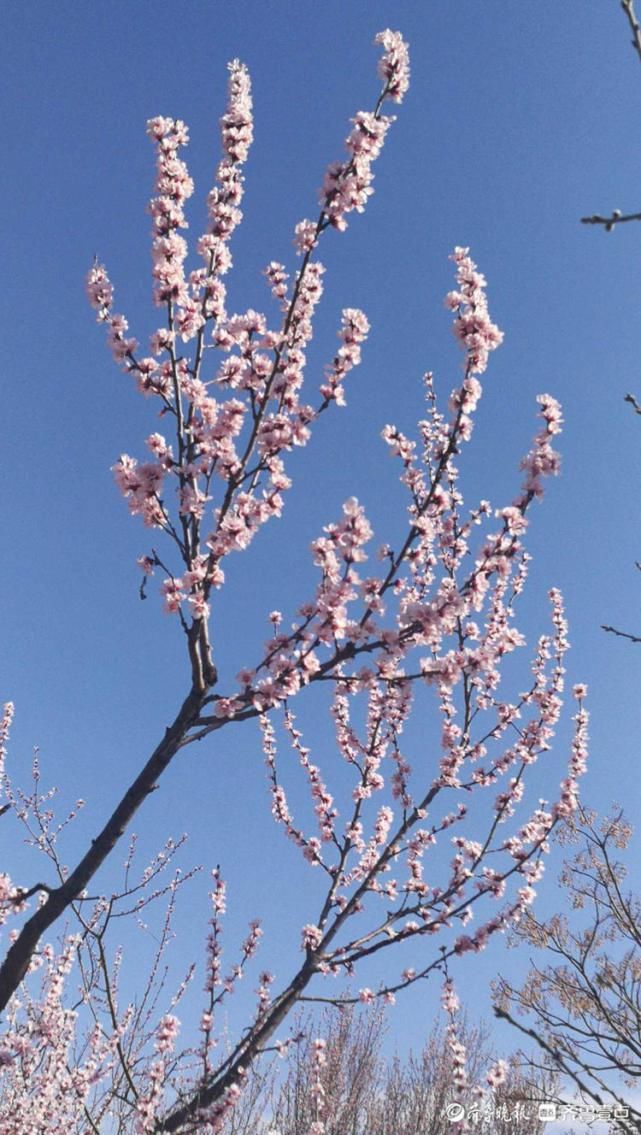 美翻了！济南千佛山桃花朵朵开，满园春色惹人爱