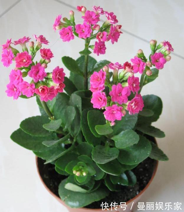 盆栽长寿花，即将“休眠期”，夏天“别踩坑”，睡醒开花多