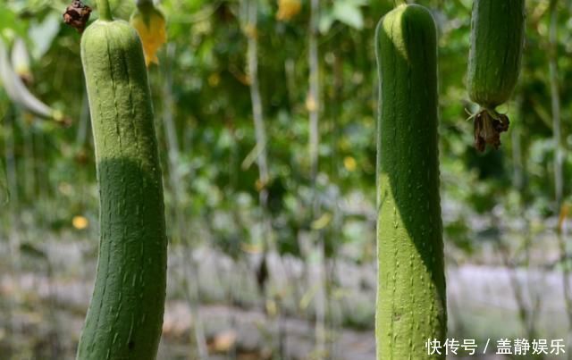 核桃|4物是糖尿病的“特效药”，每天尽量多吃点，或稳定血糖不上升