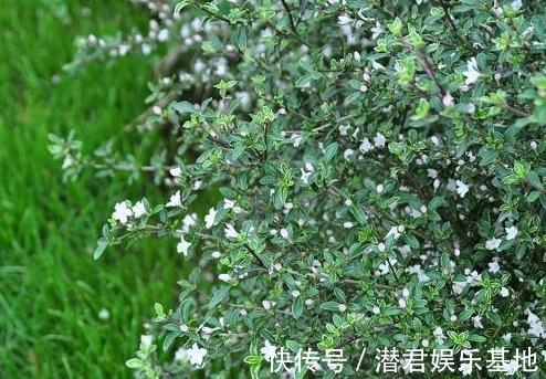 六月雪|农村人称“白马骨”的野草,全身是宝,对风湿有良效,被广泛种植