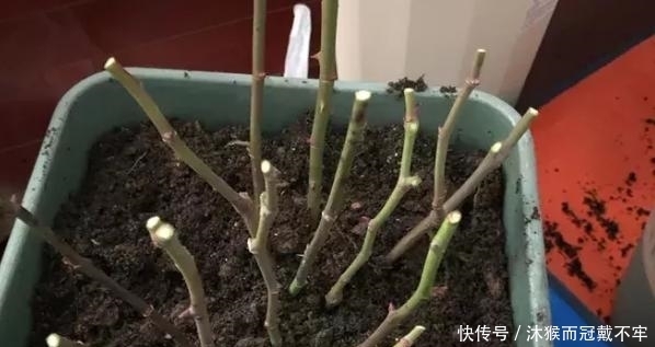 浇花、晒太阳、施肥,别犯这些臭毛病,不然啥花都养不好