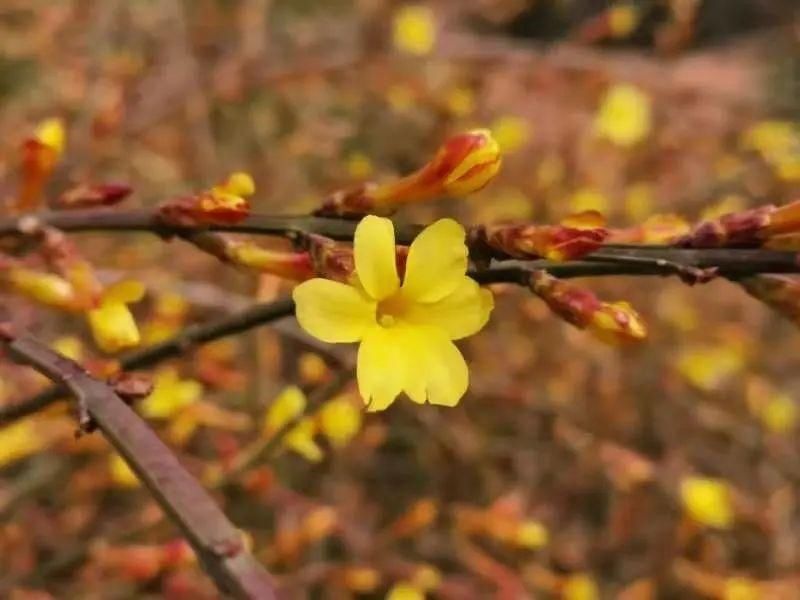 是的，花开了！