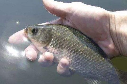 鲫鱼|盛夏如何野钓鲫鱼,只需五招轻松有效!