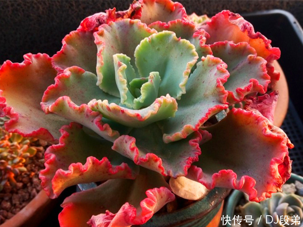包菜类|容易养成造型老桩的多肉,带着岁月沉淀的沧桑美,有的还是网红
