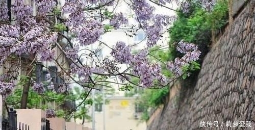 梧桐树|家里种树,讲究大,5种树旺宅,3种树不能栽,你知道是什么吗?