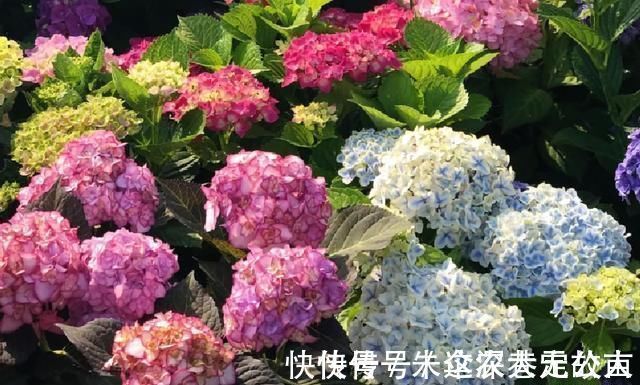 茉莉|7种花夏天爱淋雨,越淋长得越欢,多淋几次,肥料都省了