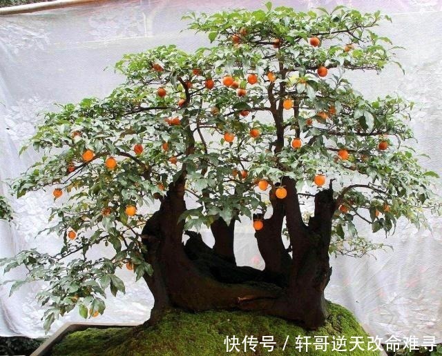 客厅|家中这2种树“很值钱”,个个带“金玉”,气势旺盛,富人都爱养!