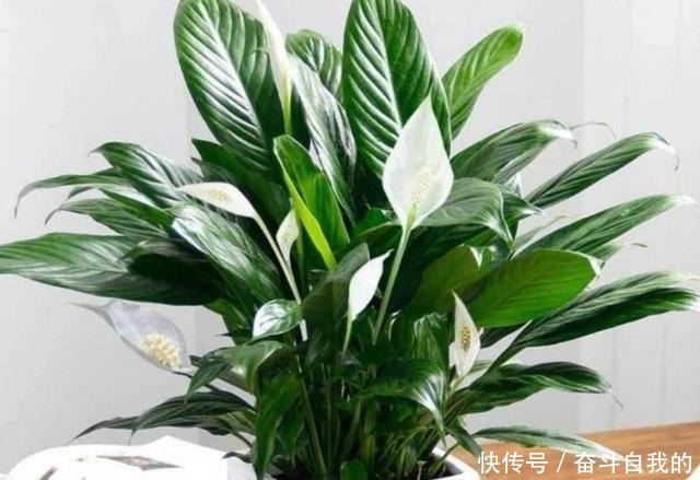 这5种花,最怕晒太阳,不遮阴容易黄叶枯萎!