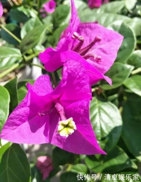 开花勤快,好养好看少病害,这两种“开花机器”,谁养谁爱!