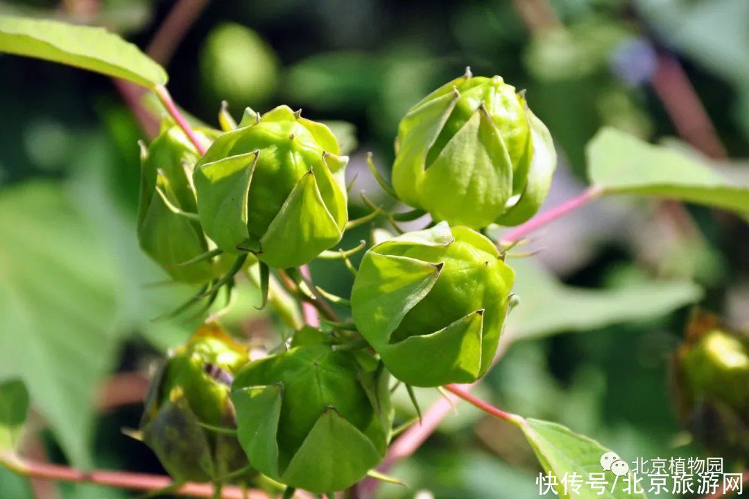 holl宿根园中赏花卉，且向心中觅清凉（一）