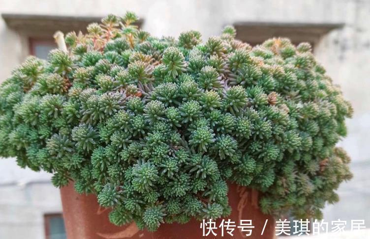 花友们|看似是草,实际是多肉,薄雪万年草,养殖抓住4个细节长得漂亮