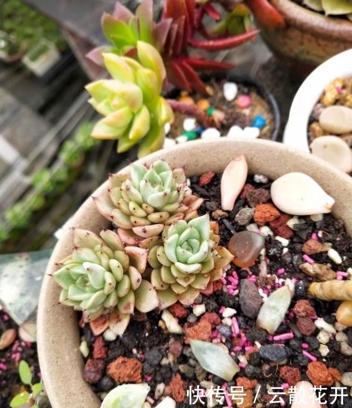 免费的多肉,总是活得特别好