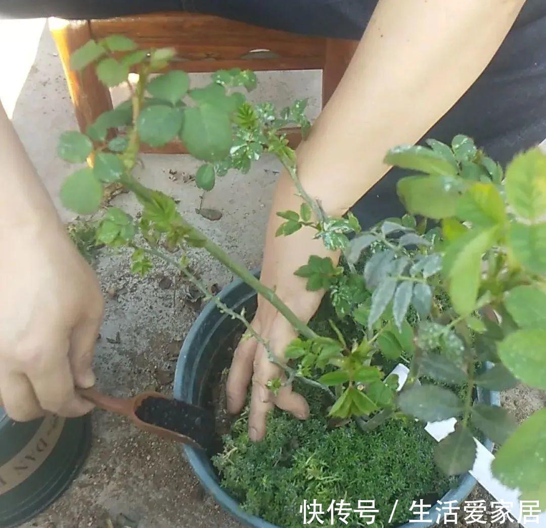 茶花|3种花，进入9月容易“饿”，多晒太阳，施对肥，很快开出碗大的花