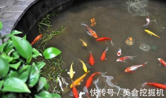 为什么说锦鲤和草金不能混养，养了五年也没事啊？