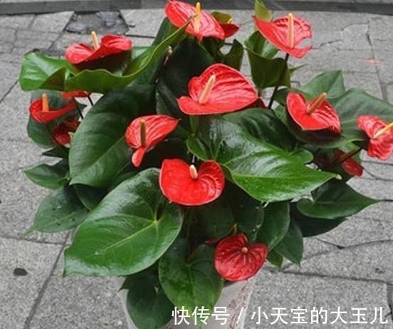 红掌花朵小，不开花做好这3件事，朵径大开花一茬又一茬