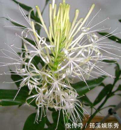 5种“大叶花”轻易不开花，开花就带“好兆头”，养一盆你就赚