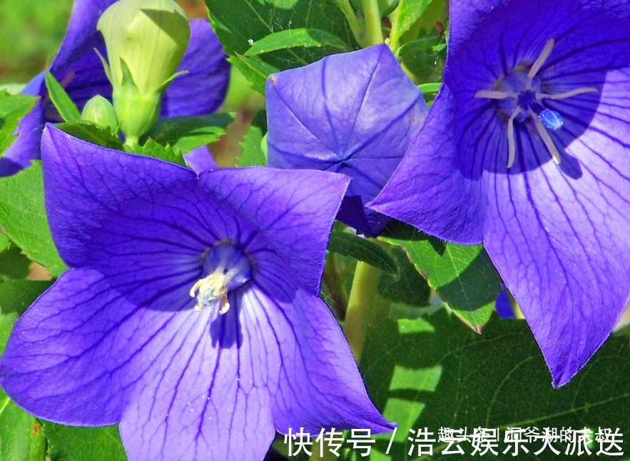 有福气|婚姻里,最有福气的3大生肖女,上有老公疼爱,下有孩子孝顺