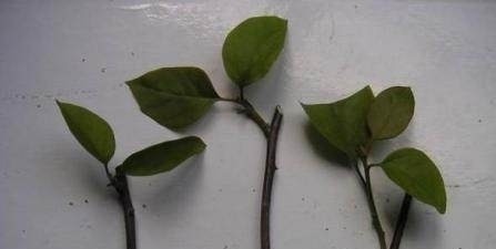 剪个枝条,插土里,开花200天,坐在家里赏花,太值!