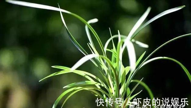 农夫阳台养兰花,浇水犯了各种错,依然叶茂花蕾多,秘密只有两点