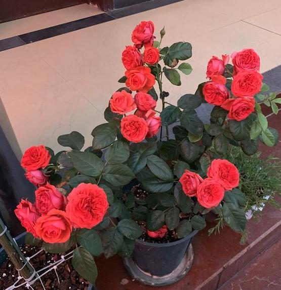 喜欢养花就盆栽月季，此款花期长、易爆盆，一株苗开出多色花