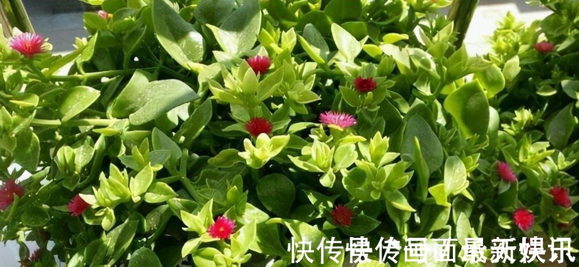 价格不菲的“三吊兰”,适合“封闭阳台”养护,叶色鲜艳还勤花